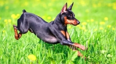 Dvarf pincher (photo): ljubeč in energetski otrok